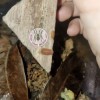 ISOPOD